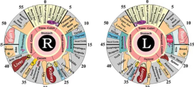 Diagram Iridologi mendokumentasikan mata kiri  dan mata kanan sesuai dengan zona  iris yang terkait  dengan  jaringan  dan  organ  pada  tubuh  yang  di  kembangkan oleh Dr