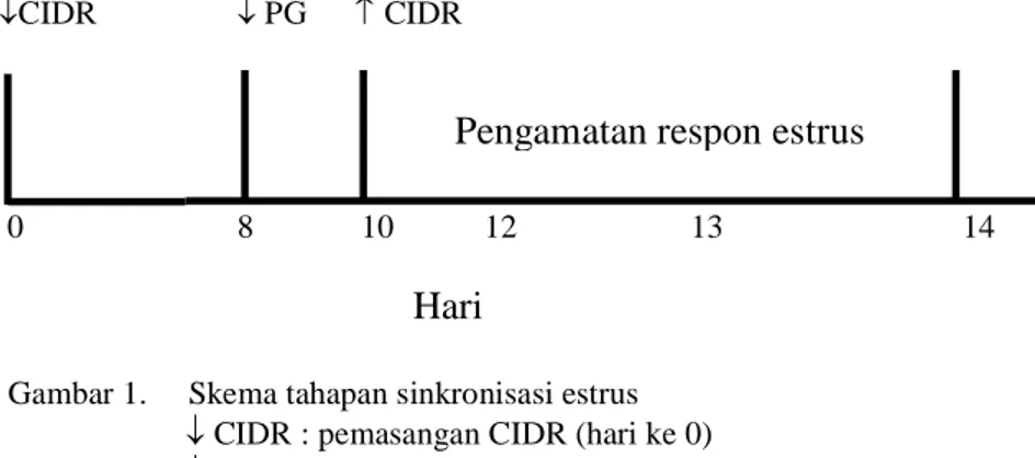 Gambar 1.     Skema tahapan sinkronisasi estrus    CIDR : pemasangan CIDR (hari ke 0)   PG     : penyuntikan PGF 2  (hari ke 8)   CIDR : pencabutan CIDR (hari ke 10) 