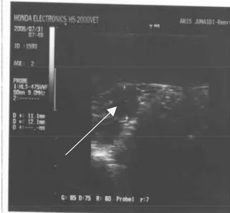 Gambar 5.    Hasil gambaran USG folikel pada jam 48 setelah  pencabutan CIDR diameter folikel 11  mm (menjelang ovulasi)