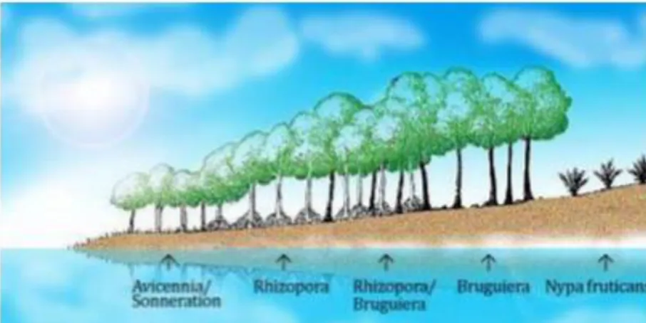 Gambar II.1 Salah Satu Tipe Zonasi Mangrove  (Sumber: Bengen, 2004)  II.3.2  Fungsi Mangrove 
