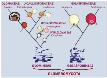 Gambar 3. Phylogeni perkembangan dan taksonomi Ordo Glomales          (Sumber : http://invam.caf.wvu.edu/fungi/taxonomy/classification.htm