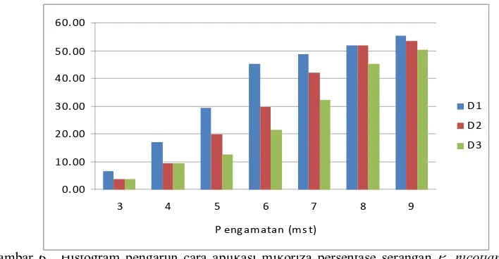 Gambar 6.  Histogram pengaruh cara aplikasi mikoriza persentase serangan tanaman Tembakau Deli dari pengamatan 3-9 mst 