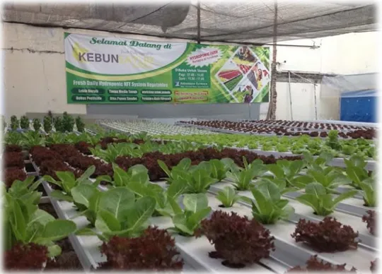 Gambar 1.3 Kebunsayur Surabaya, budidaya sayur menggunakan teknik  hidroponik NFT (nutrient film technique) 