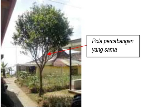 Gambar 2. Pola percabangan tanaman induk jeruk keprok asli Tawangmangu. 
