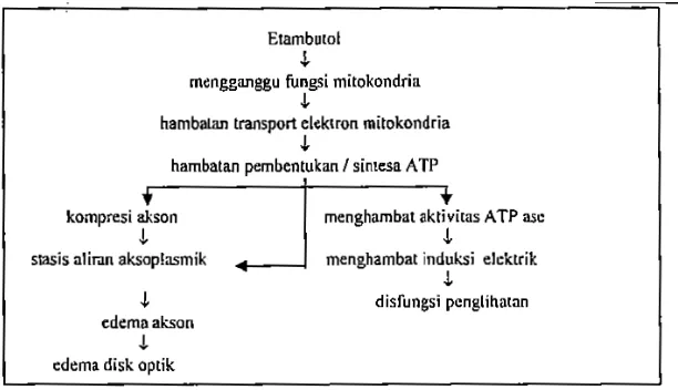 Gambar 2: Skema Patogenesis Toksisitas Etambutol  