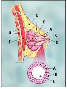 Gambar 1. Bagian-bagian payudara (dari www.breastcancer.org) 