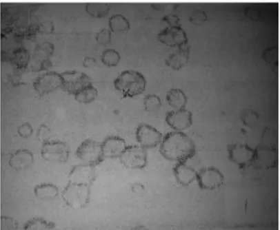 Gambar 5.1 Foto mikroskopik pati jagung tanpa perlakuan