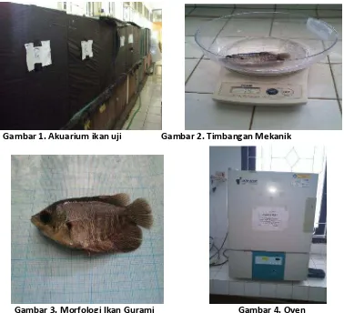 Gambar 3. Morfologi Ikan Gurami