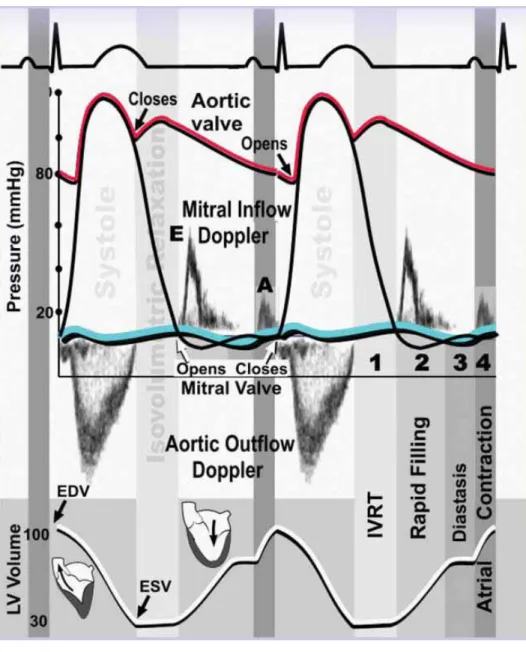 Gambar 2.4 Siklus Jantung dengan Hubungan Spectral Doppler (Ho, 2007) 