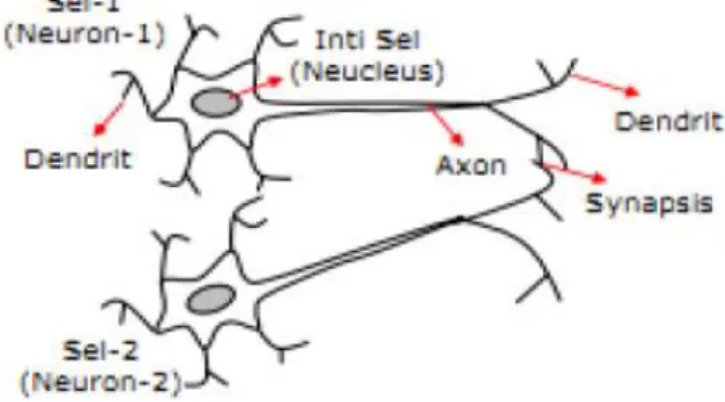 Gambar 2. Struktur Neuron JST 