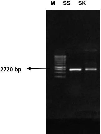 Gambar 2.  Elektroforesis hasil amplifikasi gen 23S rRNA sampel S. Aureus menggunakan agarose 1,5% berturut-turut M (marker), SS (susu 