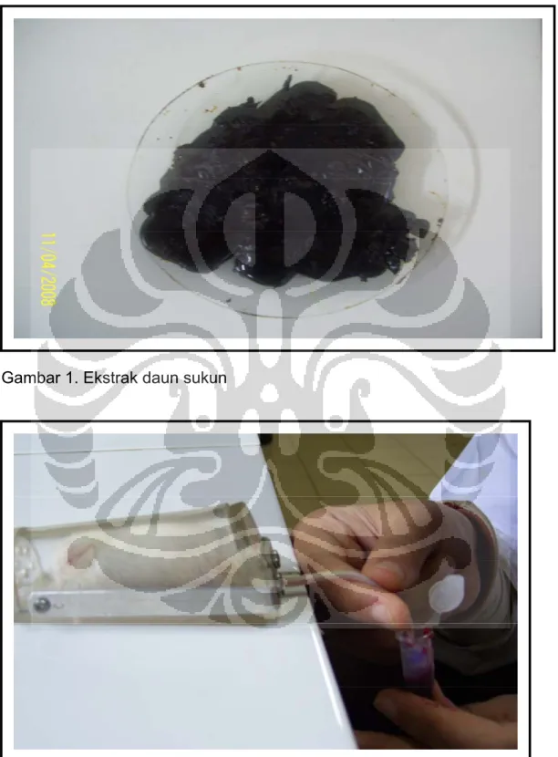 Gambar 1. Ekstrak daun sukun 