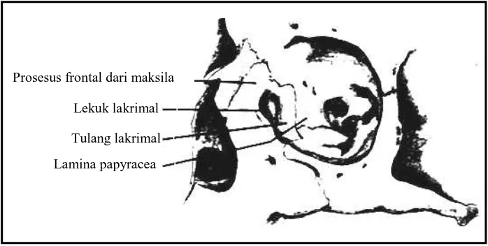 Gambar 3 : Atap dari orbital (Robert H. Mathog, M.D, Maxillofacial trauma, Williams & Wilkins, 1984:321) 