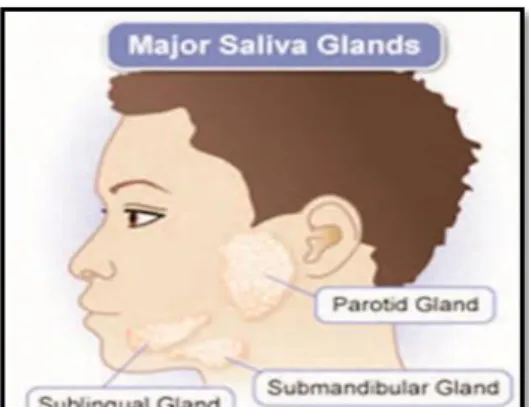 Gambar 1.Kelenjar saliva mayor terdiri dari kelenjar parotis, Kelenjar  submandibularis dan kelenjar sublingualis