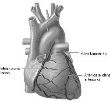 Gambar 2.10 Pembuluh Arteri Jantung 