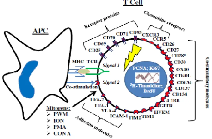 Gambar  1.  Molekul  penanda  limfosit  yang  teraktivasi  (Chipkova  dan  Wieland  2012) 