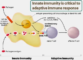 Gambar  2.  Peranan  TRL  pada  imunitas  non  spesifik  dan  menimbulkan  reaksi  imunitas spesifik (Kabayasi, 2008 dalam Hikmah &amp; Dewanti, 2011) 