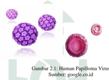 Gambar 2.1: Human Papilloma Virus Sumber: google.co.id