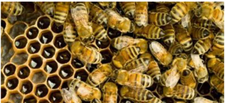 Gambar salah satu komunitas lebah madu dan sarangnya    