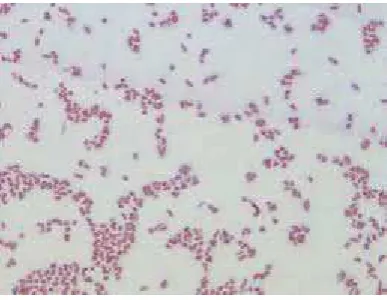 Gambar 2.1 Bakteri Enterobacter aerogenes [22] 