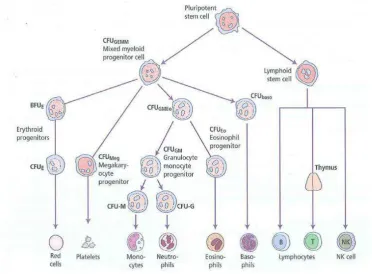 Gambar 2.1. Hemopoiesis  