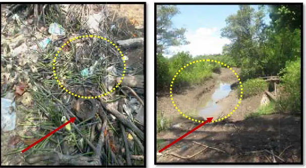 Gambar 52. Kerusakan Mangrove 2. Masalah Topografi