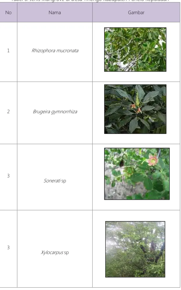 Tabel 6. Jenis Mangrove di Desa Tihengo Kabupaten Ponelo Kepulauan No Nama Gambar 1 Rhizophora mucronata 2 Brugeira gymnorrhiza 3 Sonerati sp 3 Xylocarpus sp