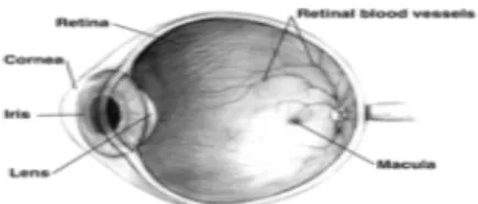 Gambar 1. Bagian-bagian organ – organ mata (Sandra Trejouerrero,2006) 