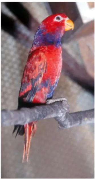 Gambar 1. Burung Nuri Kalung Ungu (Eos squamata) Dewi M.P.