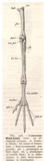 Gambar 11. Bagian Tulang Kaki Burung  Sumber: Tyne dan Berger (1976)  Tulang Sayap 