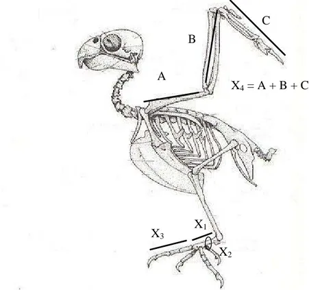 Gambar 13. Bagian-bagian Tubuh Burung Bayan-bayanan yang Diukur  dalam  Penelitian (Feistyhome, 2008)  