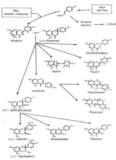 Gambar 2 : Biosintesa hubungan antara jenis monomer  flavonoida dari jalur  asetat-  malonat  dan alur sikimat (Markham, 1988) 