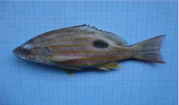 Gambar 9. Ikan Tandda  (Lutjanus sp.) 
