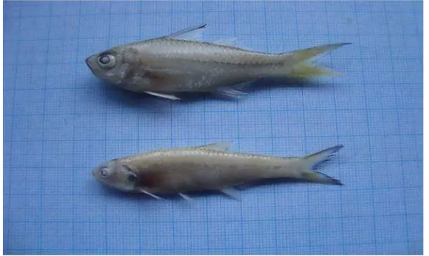 Gambar 17G7. Ikan Seriding ( Ambaasis sp. ) 
