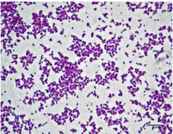 Gambar 2. Staphylococcus aureus 