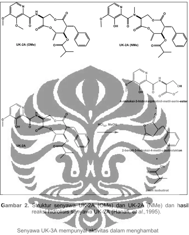 Gambar  2.  Struktur  senyawa  UK-2A  (OMe)  dan  UK-2A  (NMe)  dan  hasil  reaksi hidrolisis senyawa UK-2A (Hanafi, et al.,1995)