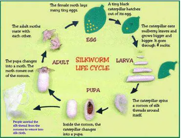 Gambar 1. Siklus hidup ulat sutera (Bombyx mori L.) (sumber. http://img11.imageshack.us/img11/1928/silkworm.jpg)  