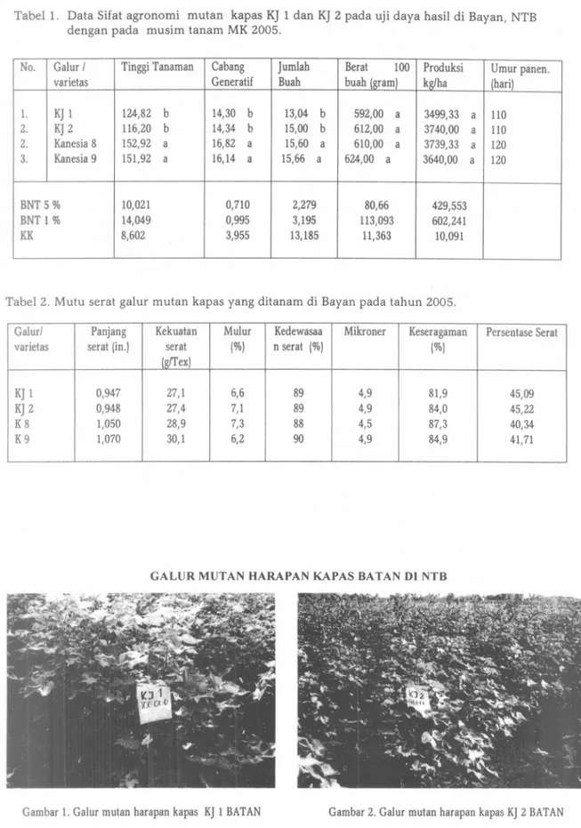 Tabel 1. Data Sifat agronomi mutan kapas KJ 1 dan KJ 2 pada uji daya hasil di Bayan, NTB dengan pada musim tanam MK 2005.