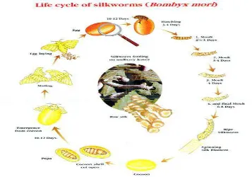 Gambar 2. Siklus hidup ulat sutera (Bombyx mori L.) (sumber. http://img11.imageshack.us/img11/1928/silkworm.jpg)
