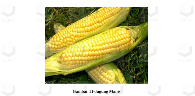 Gambar 11-Jagung Manis 