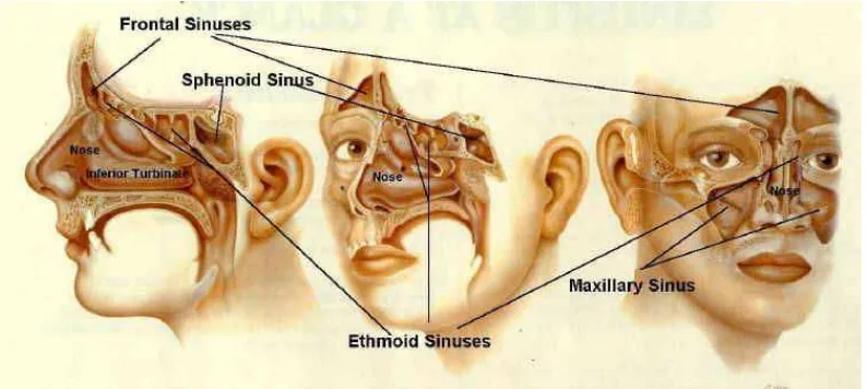 Gambar 2.2. Lokasi sinus dari depan, samping dan belakang (Hazenfield, 2009) 