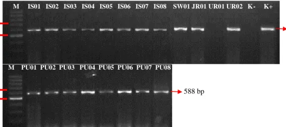 Gambar 4.1 Pola Pita DNA Gen  bla IMP pada Isolat MDRPA 