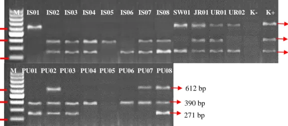 Gambar  4.2    Pola  Pita  DNA  Gen  bla NDM-1,  bla SPM-1  dan  bla VIM-2  pada  Isolat                           MDRPA 