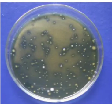 Gambar 1. Koloni bakteri pembentuk zona jernih medium MRS + CaCO3 pada pengenceran dan plating10 