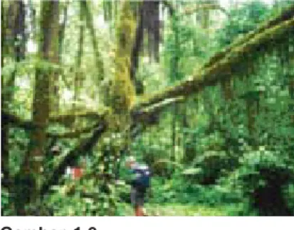 Gambar 1.9 Bioma hutan basah.