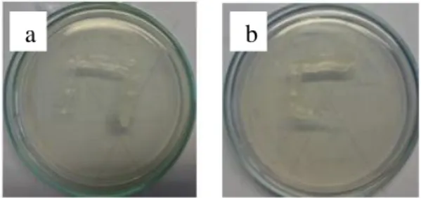 Gambar 3. Hasil uji sterilitas pada UA (a) dan UBA (b). 