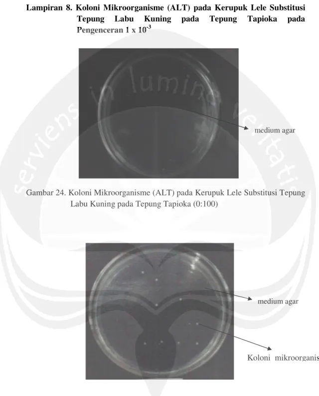 Gambar 24. Koloni Mikroorganisme (ALT) pada Kerupuk Lele Substitusi Tepung  Labu Kuning pada Tepung Tapioka (0:100) 