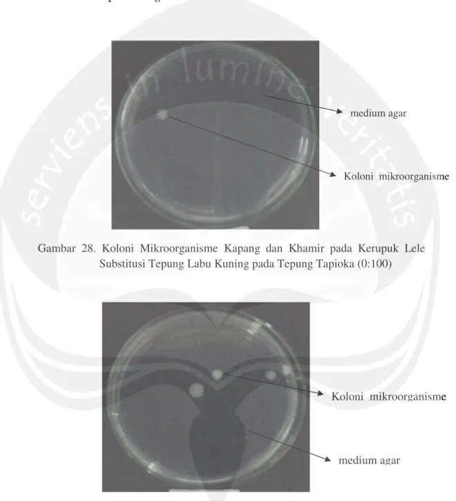 Gambar  28.  Koloni  Mikroorganisme  Kapang  dan  Khamir  pada  Kerupuk  Lele  Substitusi Tepung Labu Kuning pada Tepung Tapioka (0:100)