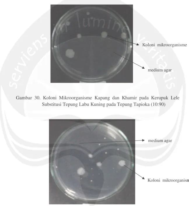 Gambar  30.  Koloni  Mikroorganisme  Kapang  dan  Khamir  pada  Kerupuk  Lele  Substitusi Tepung Labu Kuning pada Tepung Tapioka (10:90)