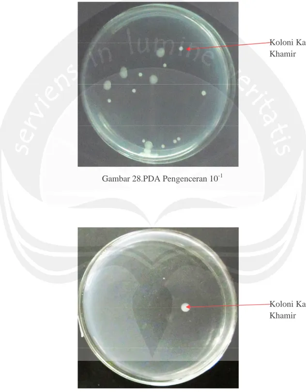 Gambar 28.PDA Pengenceran 10 -1